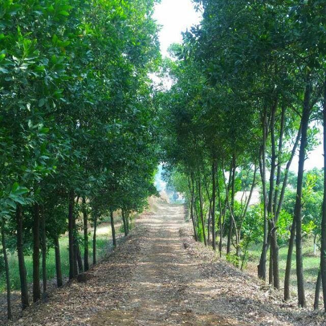 Farm Image 13